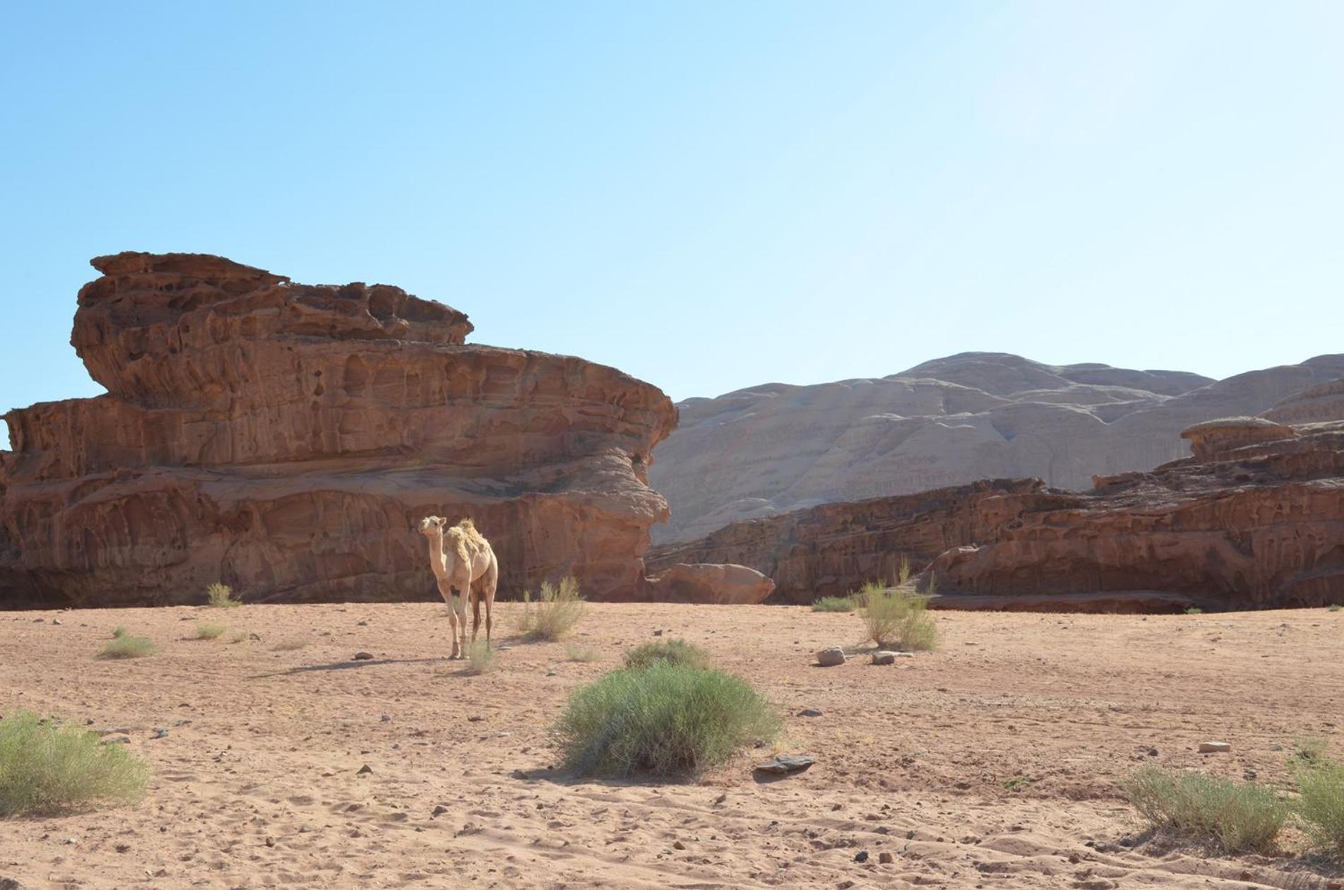 Wadi Rum Caeser Camp Hotel Екстериор снимка